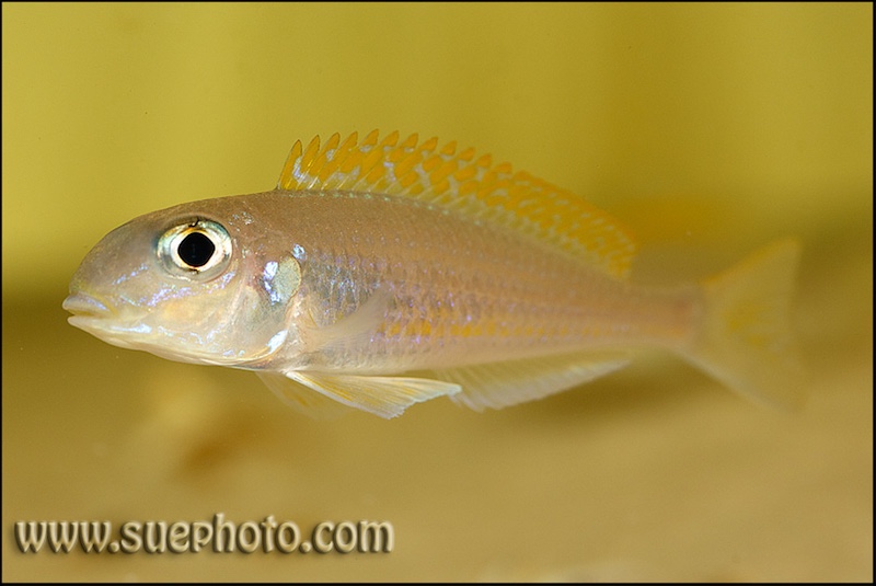 Xenotilapia flavipinnis 'Isanga Bay'